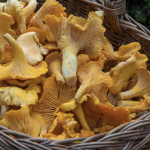 Champignons Girolles