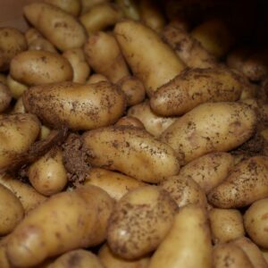 Pommes de terre Grenaille RATTE