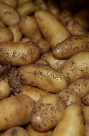 Pommes de terre Grenaille