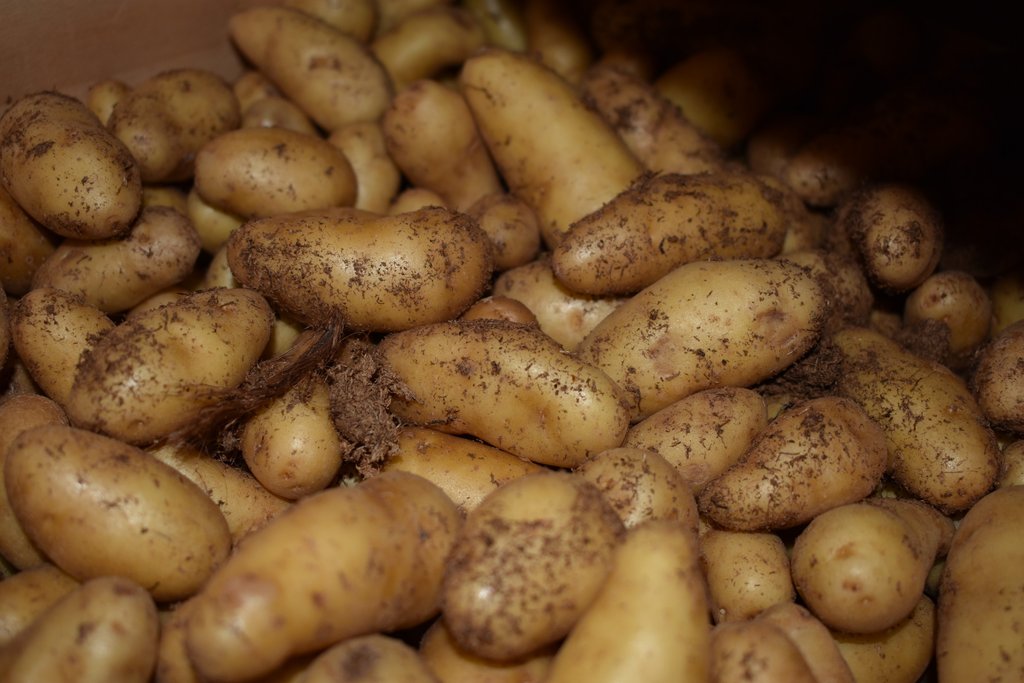Pommes de terre Grenaille RATTE