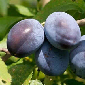 Prunes Quetsches