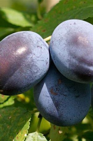 Prunes Quetsches
