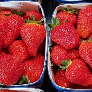 Fraises Charlotte