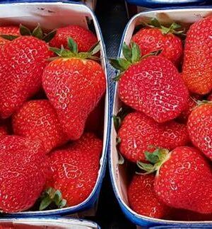 Fraises Charlotte
