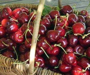 Cerises gros calibre