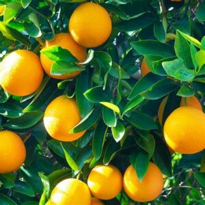 Oranges naturelles Italie