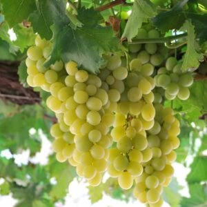 Raisins Italia