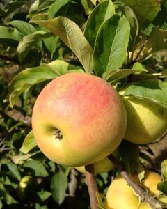 Pomme Juliet BIO