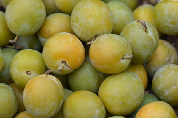 Prunes Reine-claude