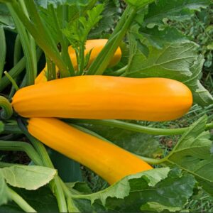 Courgettes jaunes