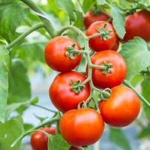 Tomates grappes gustatives