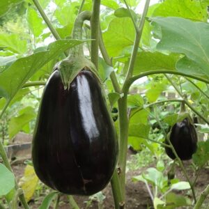 Aubergines