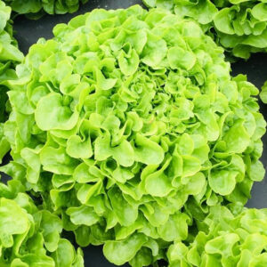Salade Feuille de Chêne Verte