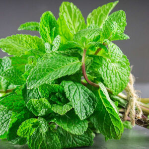 Menthe