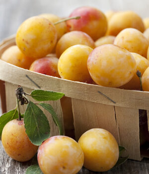 Mirabelles