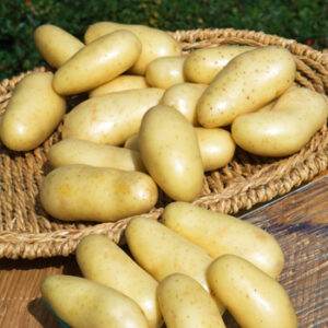 Pomme de terre  Amandine nouvelle