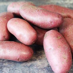 Pomme de terre rouge à chair ferme