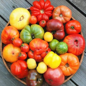 Tomates  anciennes mélangées