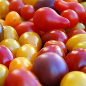 Tomates cerises multicolores