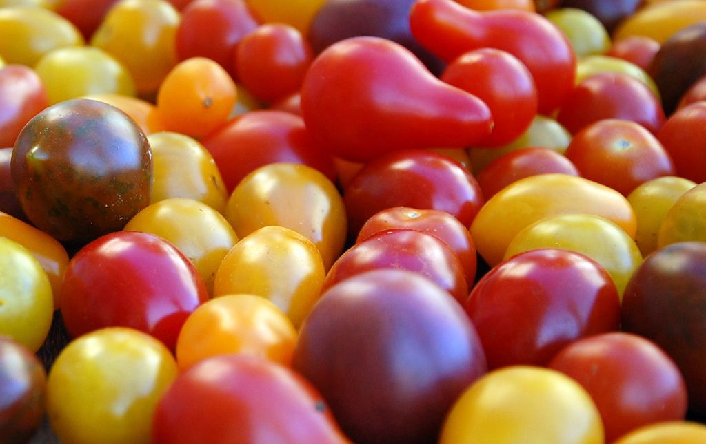 Tomates cerises multicolores