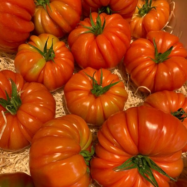 Tomates Pleins champs