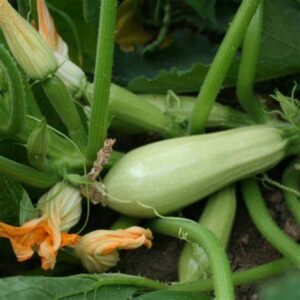 Courgettes blanches