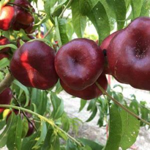 Nectarines plates