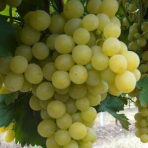 Raisins sans pépins Blancs