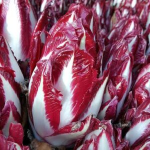 Endives rouges