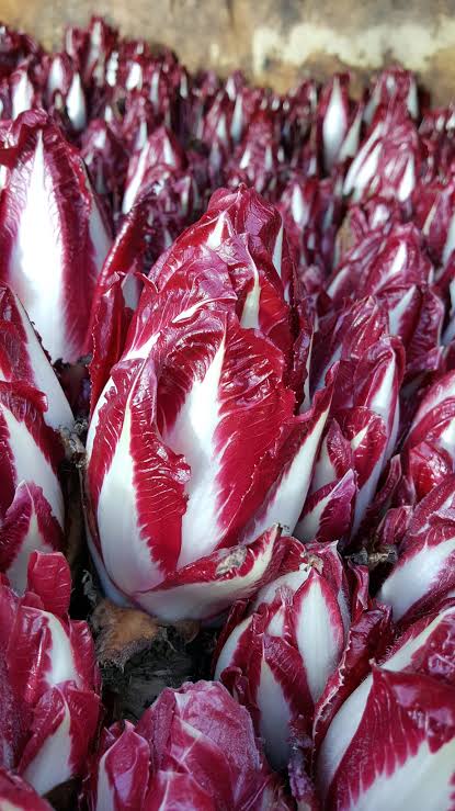Endives rouges