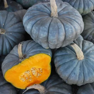 Courge Bleue de Hongrie