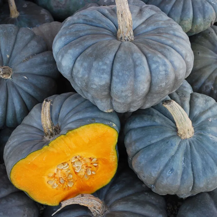 Courge Bleue de Hongrie