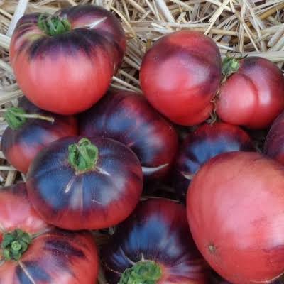 Tomates Violine