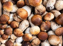 Champignons Cèpes