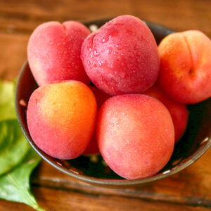 Abricots France