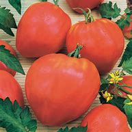 Tomates Rondes à farcir